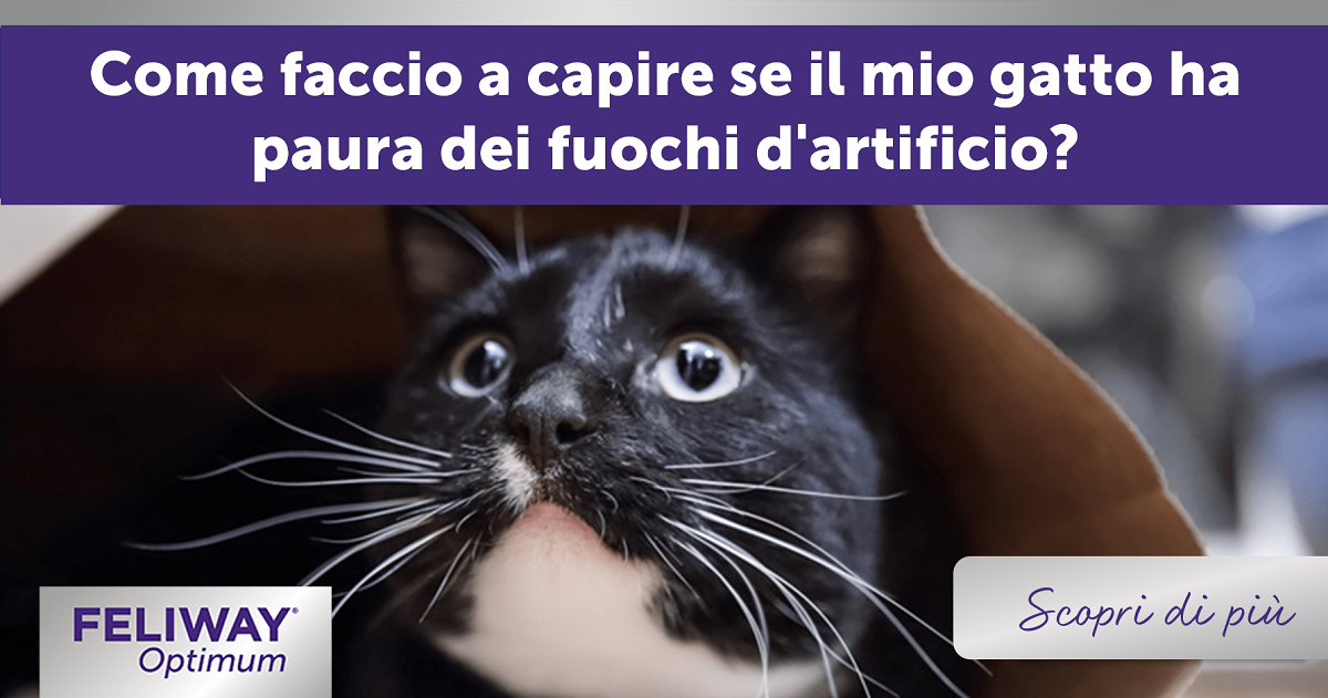 Come faccio a capire se il mio gatto ha paura dei fuochi d'artificio?