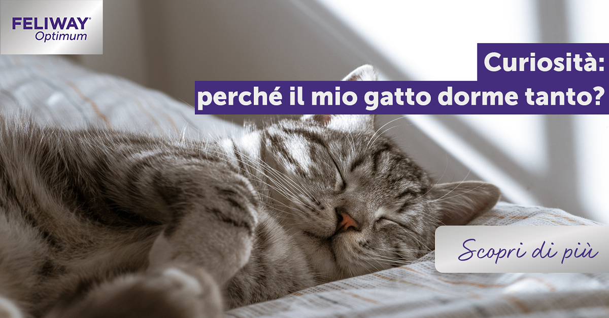 Curiosità: perché il mio gatto dorme tanto?