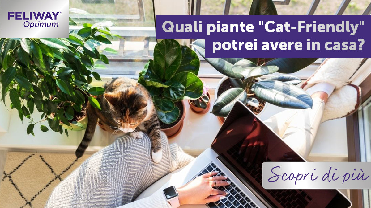 Quali sono le piante sicure per i gatti che posso tenere in casa?