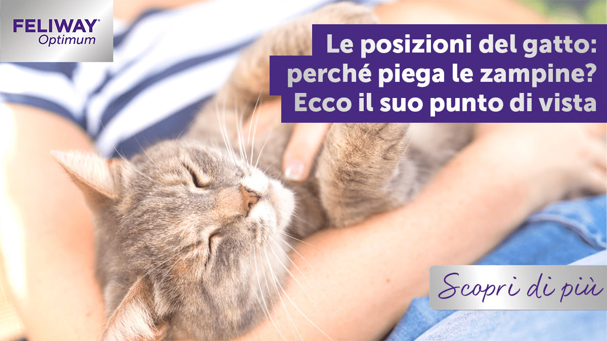 Le posizioni del gatto:perché piega le zampine? Il suo punto di vista