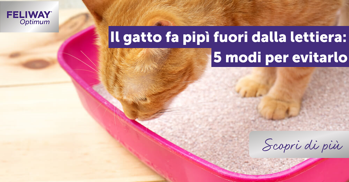 Il gatto fa pipì fuori dalla lettiera: 5 modi per evitarlo