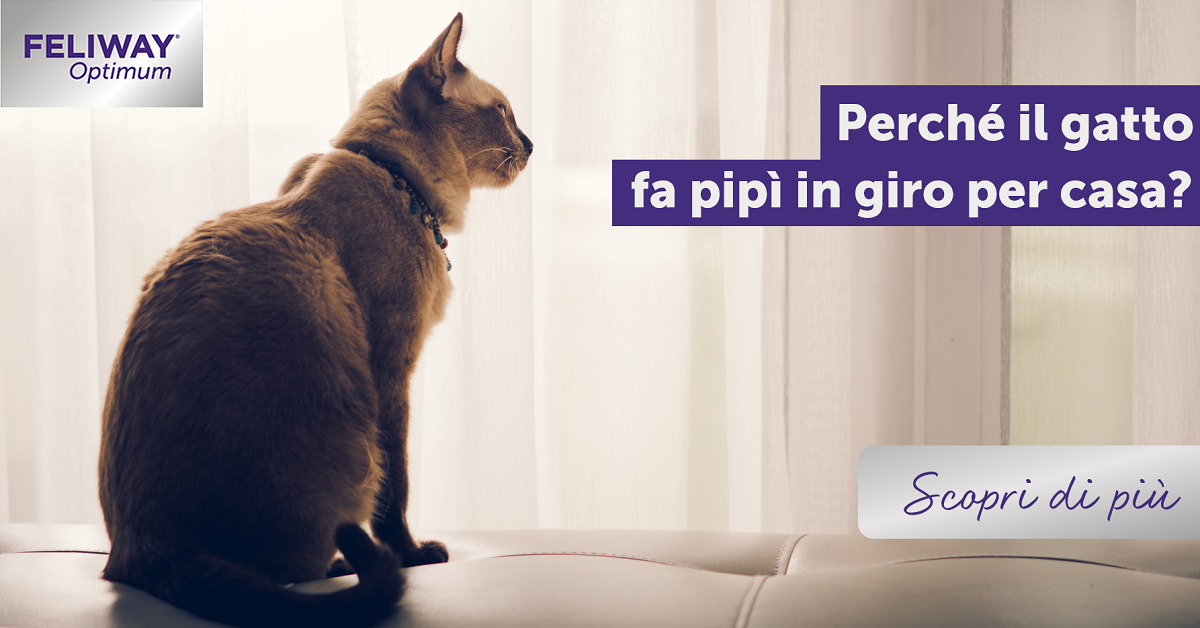 Perché il gatto fa pipì in giro per casa?