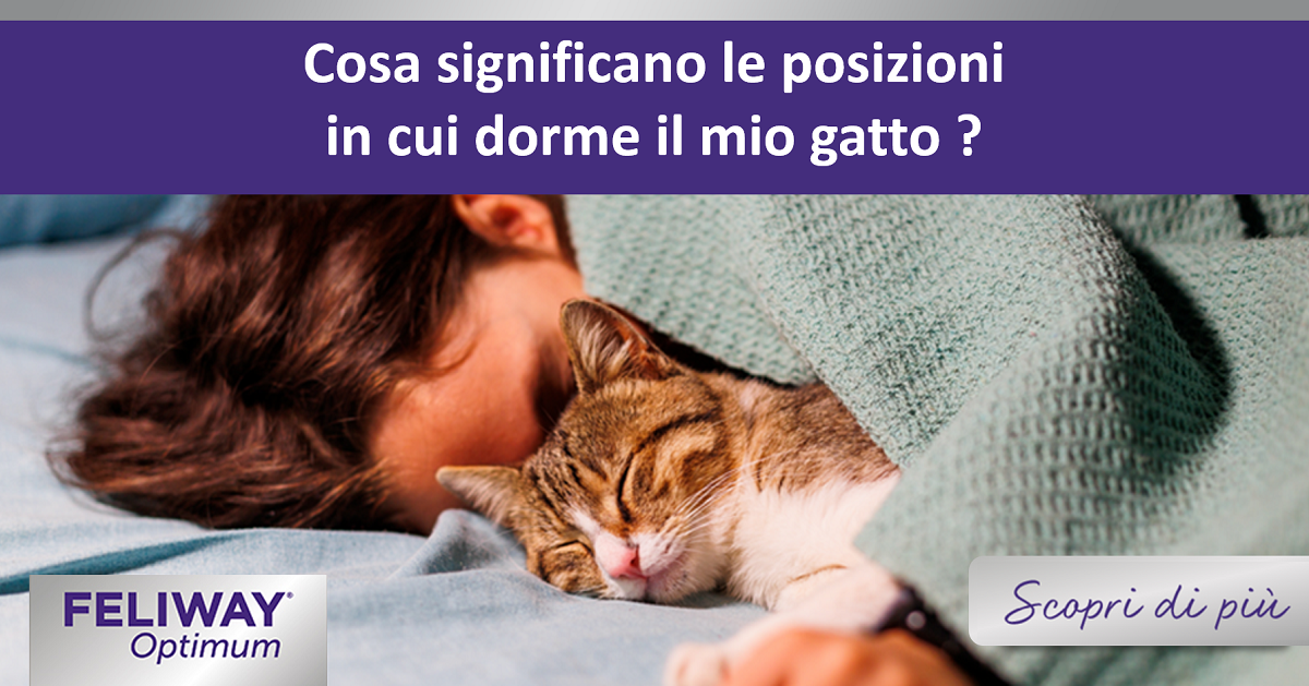 Cosa significano le posizioni in cui dorme il mio gatto?