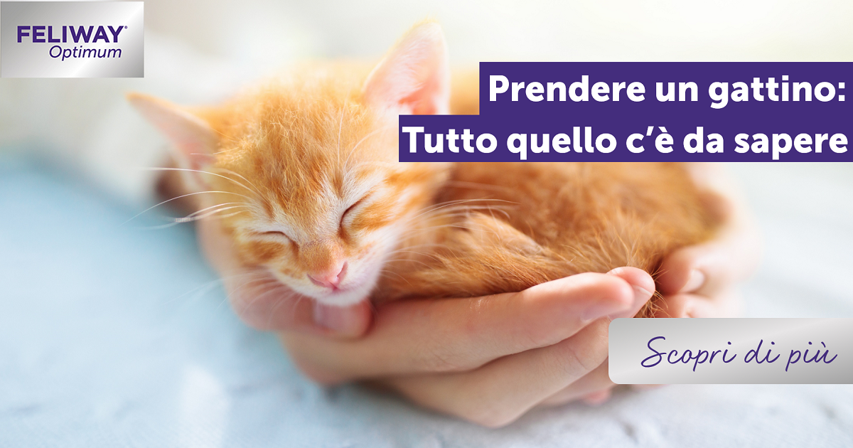 Prendere un gattino: tutto quello che c’è da sapere!