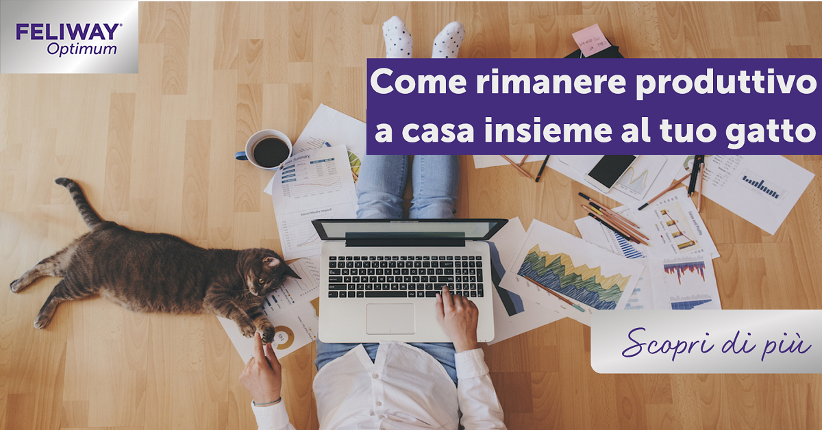 Come rimanere produttivo a casa insieme al tuo gatto