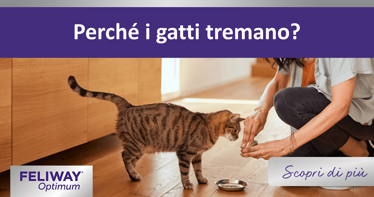 Perché i gatti tremano?