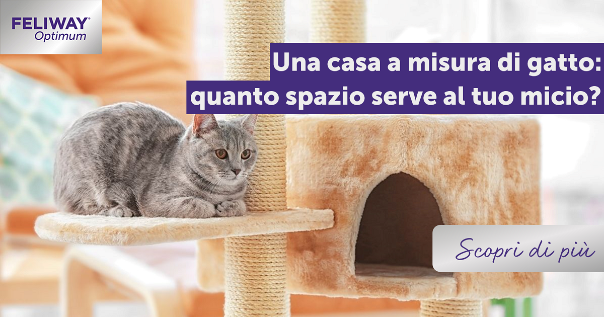 Una casa a misura di gatto: quanto spazio serve al tuo micio?