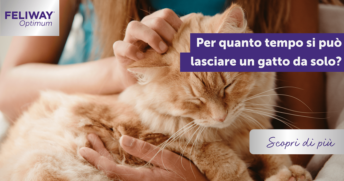 Per quanto tempo si può lasciare un gatto da solo?