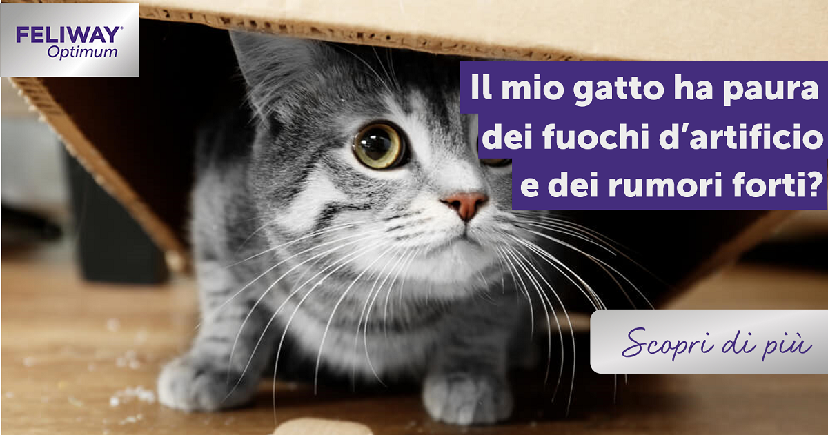 Il mio gatto ha paura dei fuochi d’artificio e dei rumori forti?