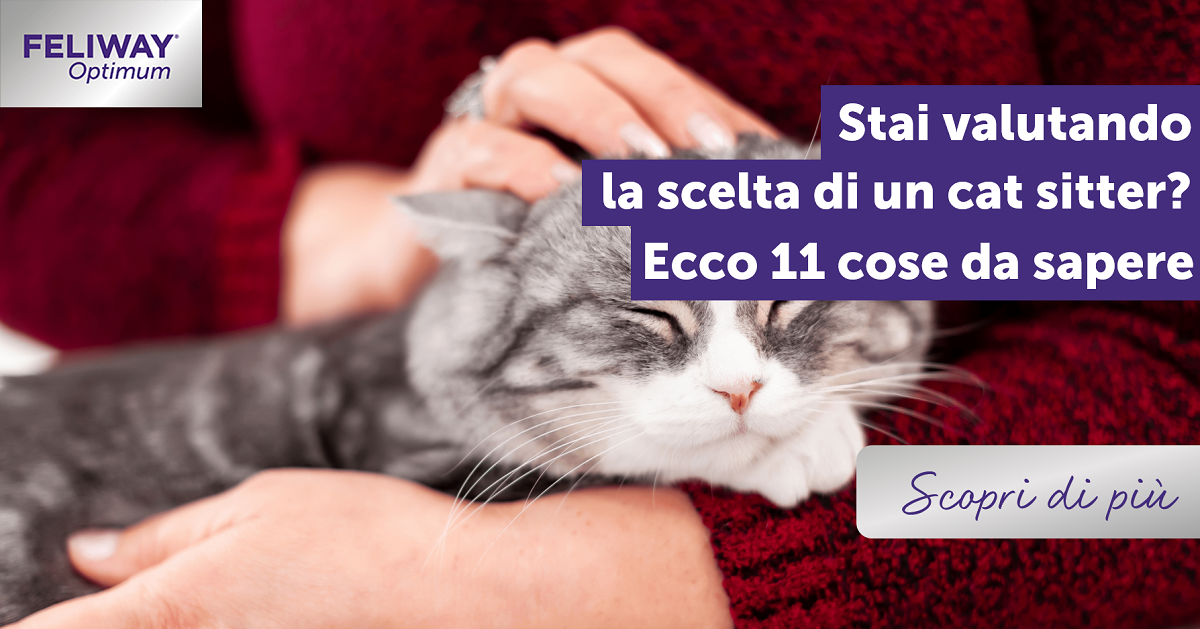 Stai valutando la scelta di un cat sitter? Ecco 11 cose da sapere