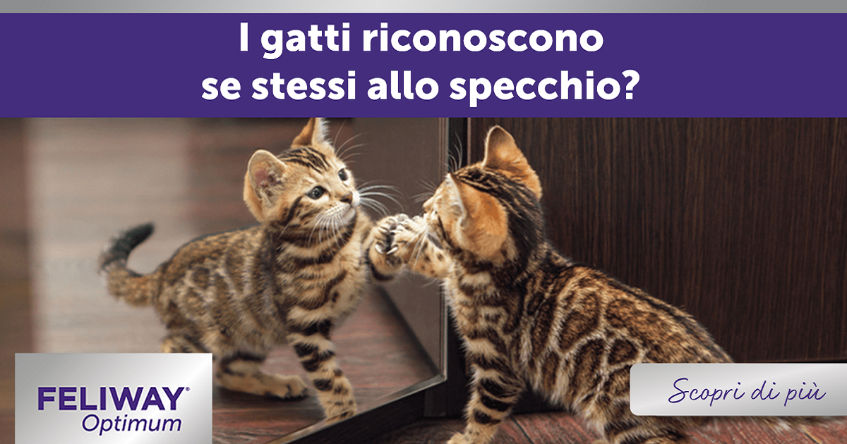 I Gatti Riconoscono Se Stessi allo Specchio ?