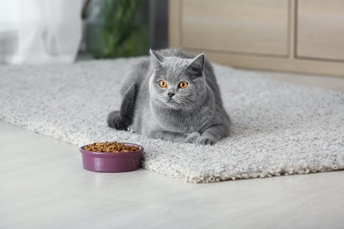 Quanto tempo può restare il gatto in casa da solo?