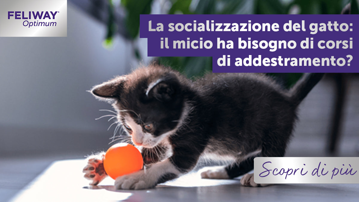 Il mio micio ha bisogno di corsi di addestramento?