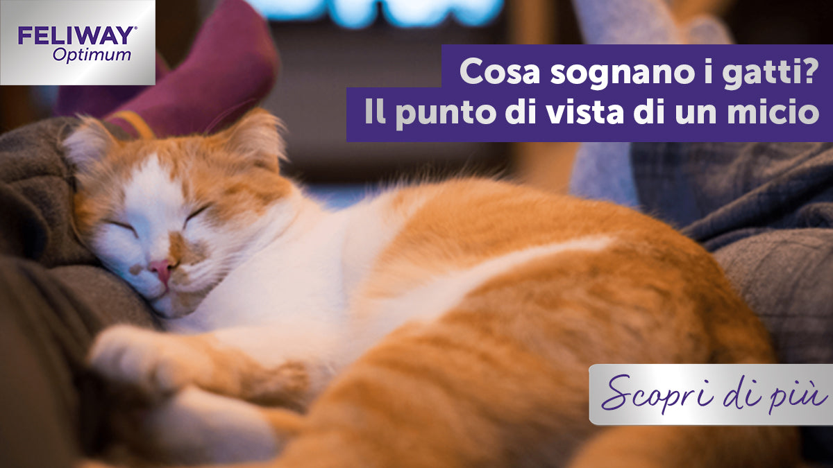 Cosa sognano i gatti? Il punto di vista di un micio