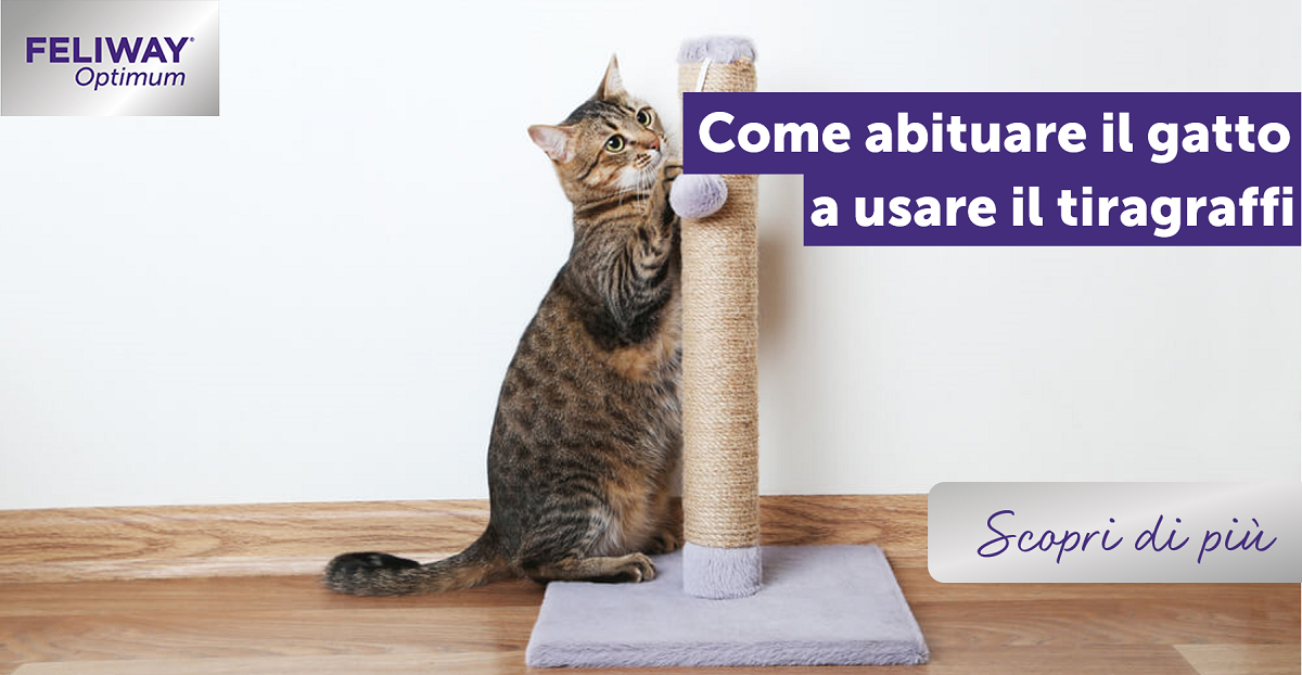 Come abituare il gatto a usare il tiragraffi