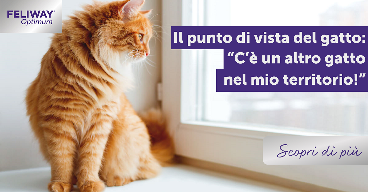 Il punto di vista del gatto: “C’è un altro gatto nel mio territorio!”