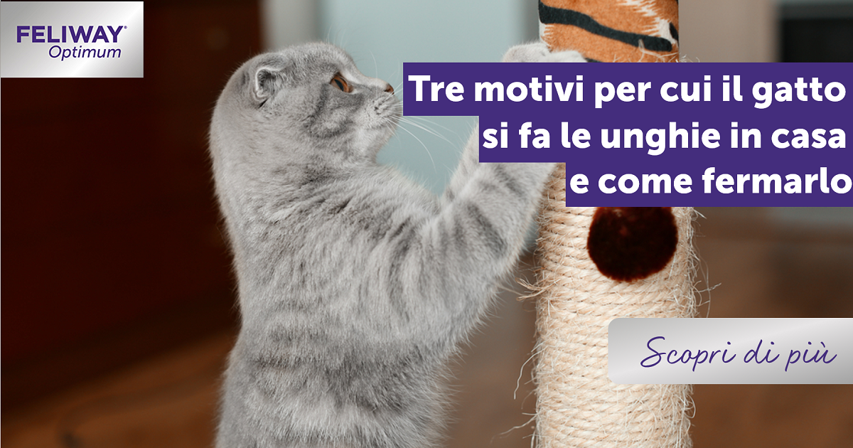 Tre motivi per cui il gatto si fa le unghie in casa e come fermarlo