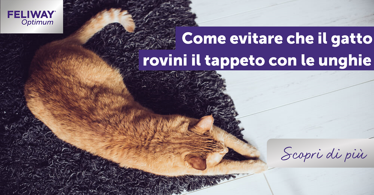 Come evitare che il gatto rovini il tappeto con le unghie