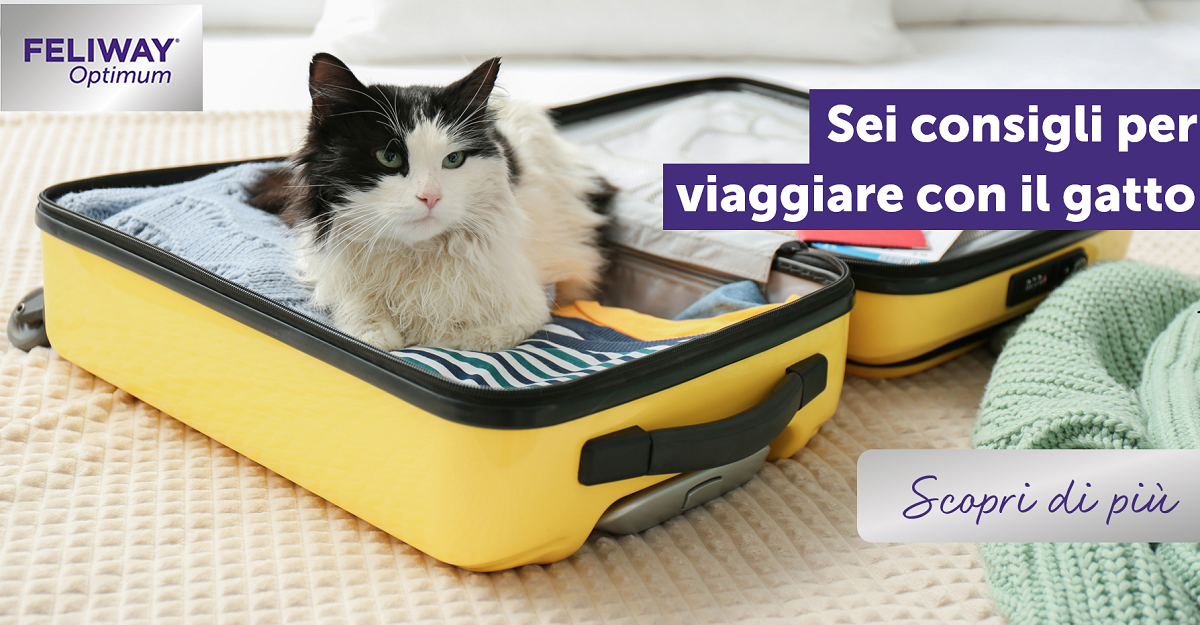 Sei consigli per viaggiare con il gatto.