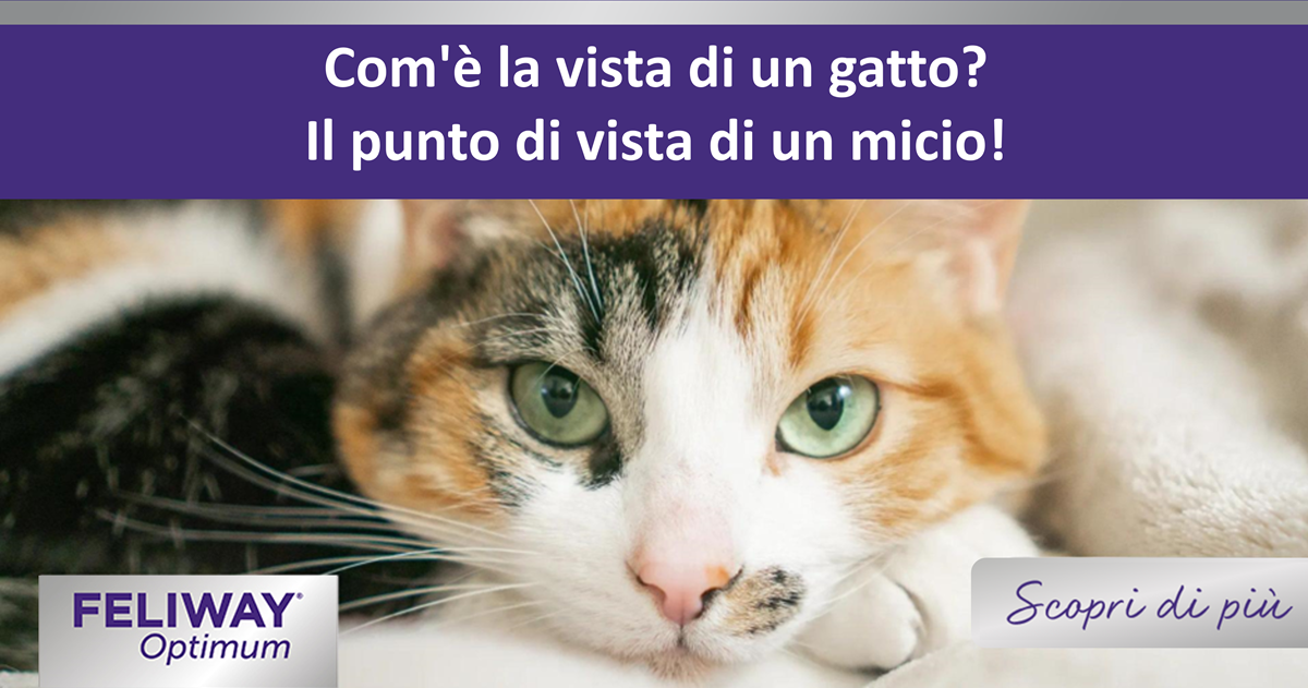 Com'è la vista di un gatto? Il punto di vista di un micio!