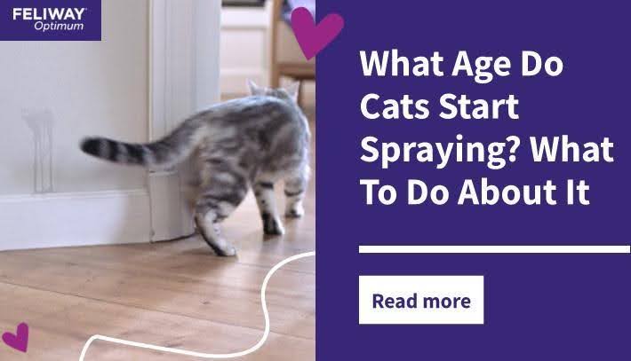 Un gatto che scappa dalla pipì appena spruzzata sul muro...