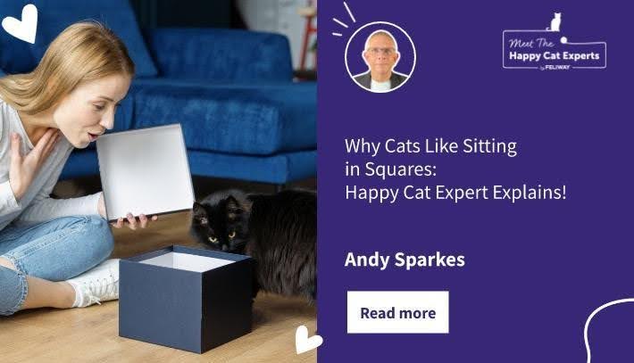 Perché ai gatti piace stare seduti nei quadrati: spiega un esperto felino di gatti!