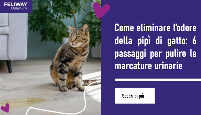  Un umano che pulisce il pavimento mentre il loro gatto nero e marrone osserva.
