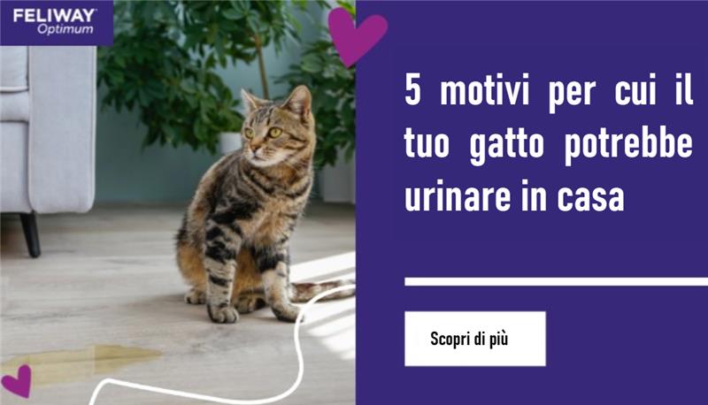 Gatto seduto sul pavimento del soggiorno accanto a una pozza di urina sul pavimento di legno chiaro.