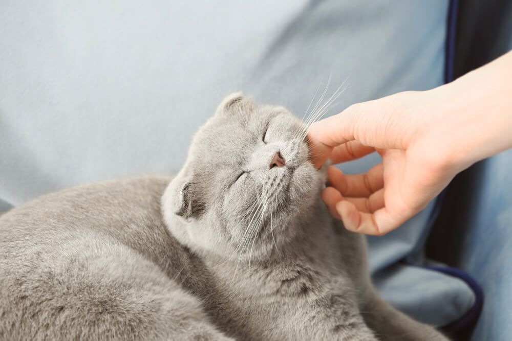 Come capire se il gatto ti ama: 8 Segni d'affetto