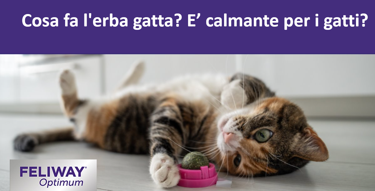 Gatto multicolore sdraiato sulla schiena che gioca con una palla di erba gatta in cucina. 