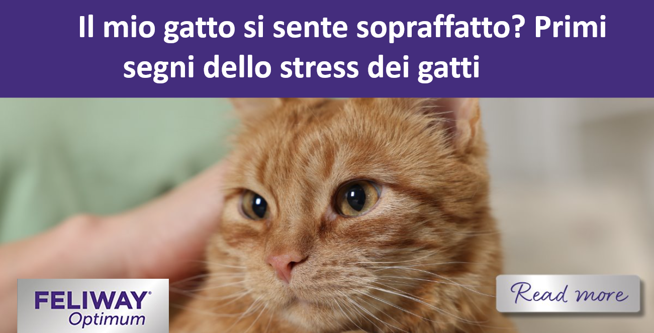 Il gatto rosso seduto sulle ginocchia del suo umano.
