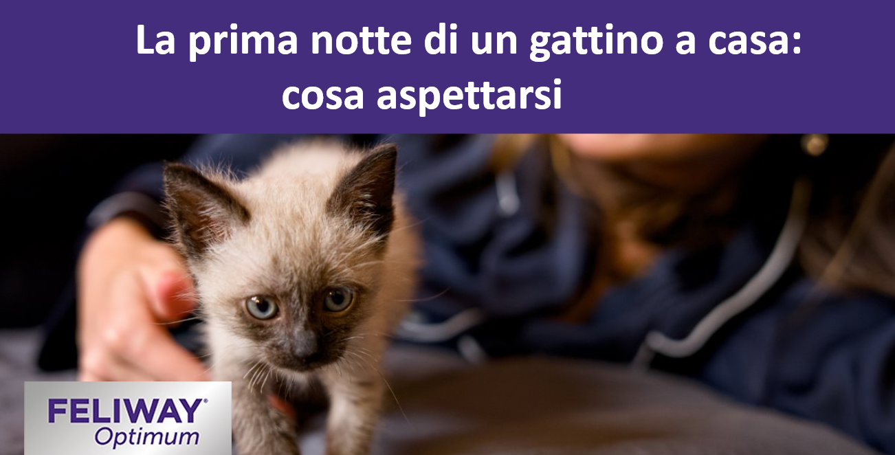 Piccolo gattino siamese che cammina su un letto mentre una donna si rilassa sullo sfondo.