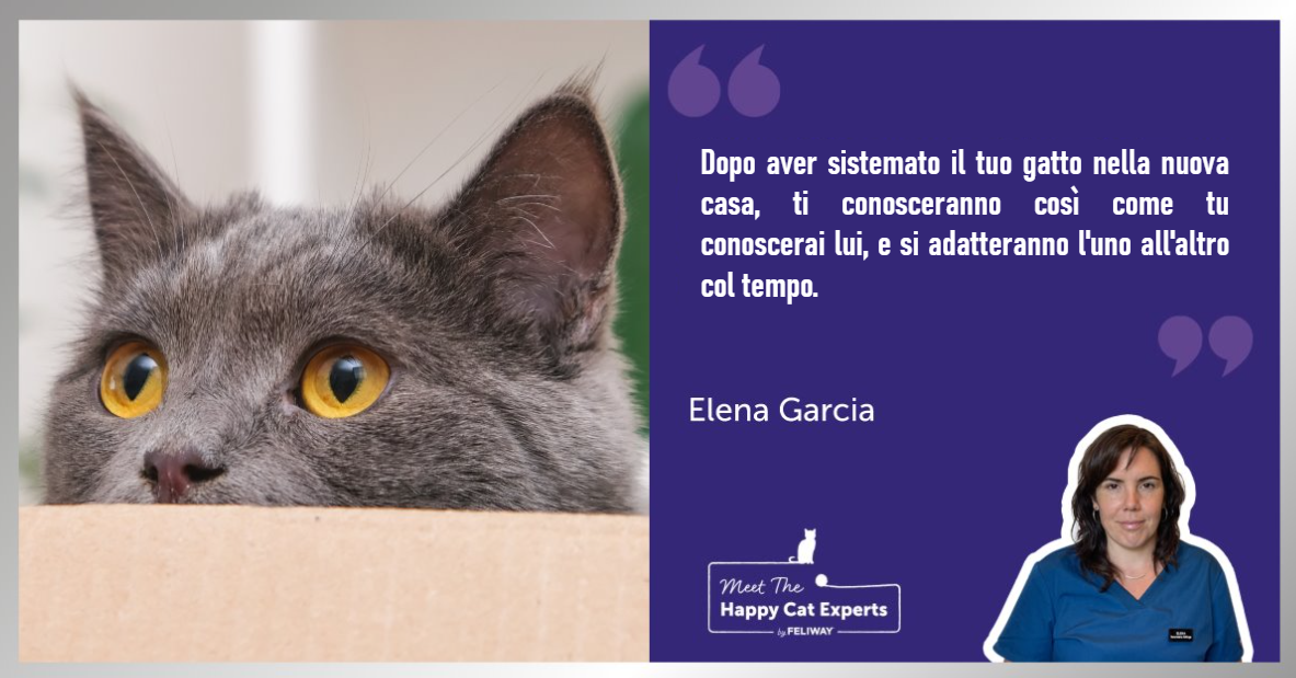 Gatto grigio con occhi dorati che guarda dalla parte superiore di una scatola di cartone.