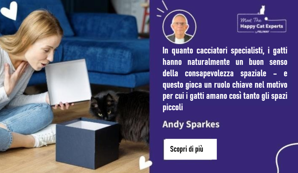 Perché ai gatti piace stare seduti nei quadrati: spiega un esperto felino di gatti!