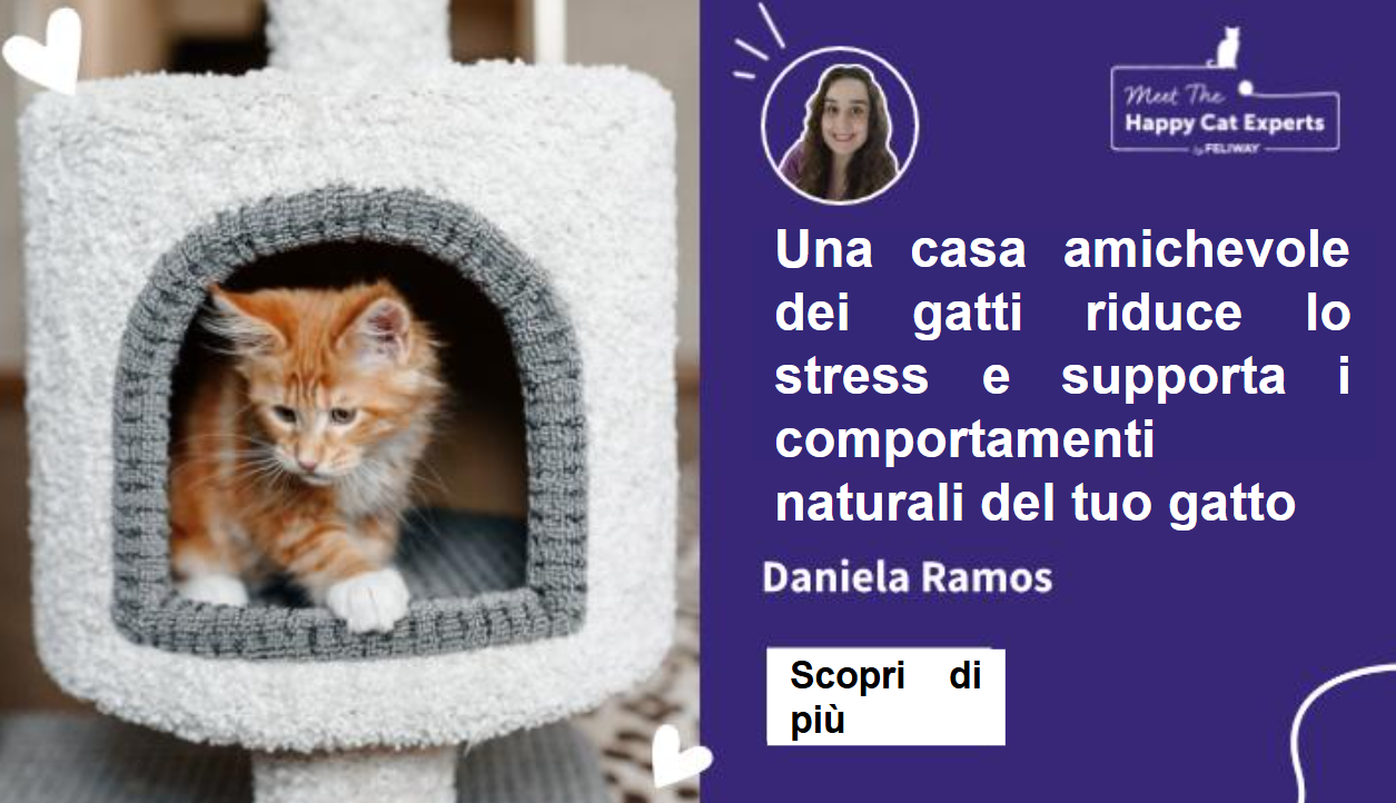 Un gatto Maine Coon rosso che si prende cura di un albero per gatti.  