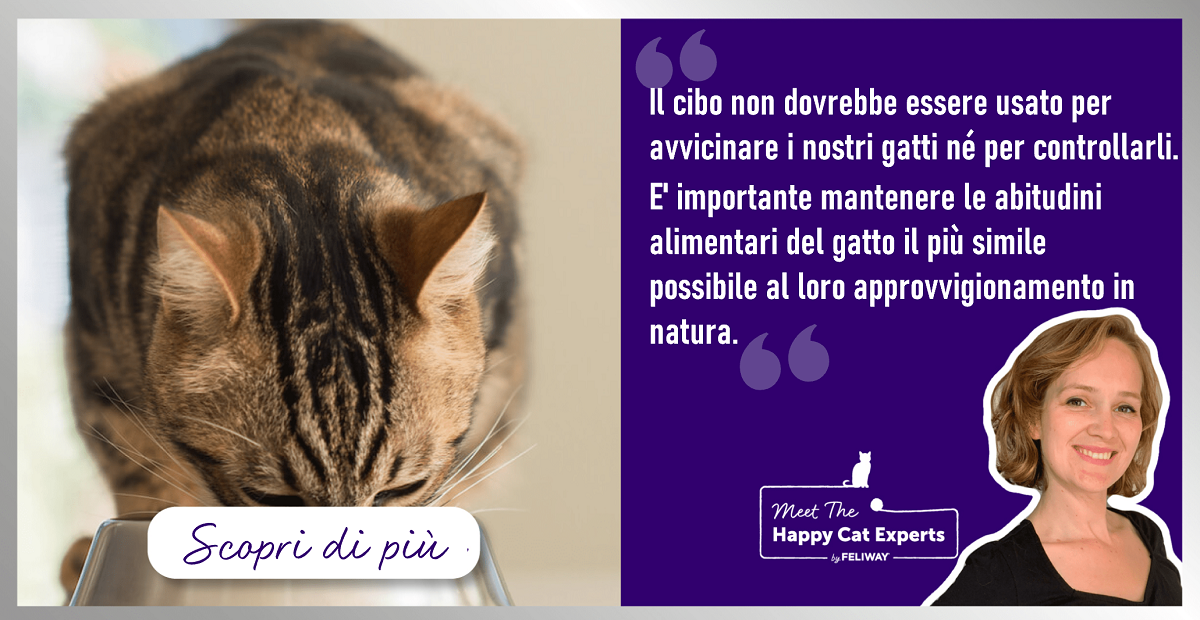 Come dare da mangiare a più gatti nella stessa casa