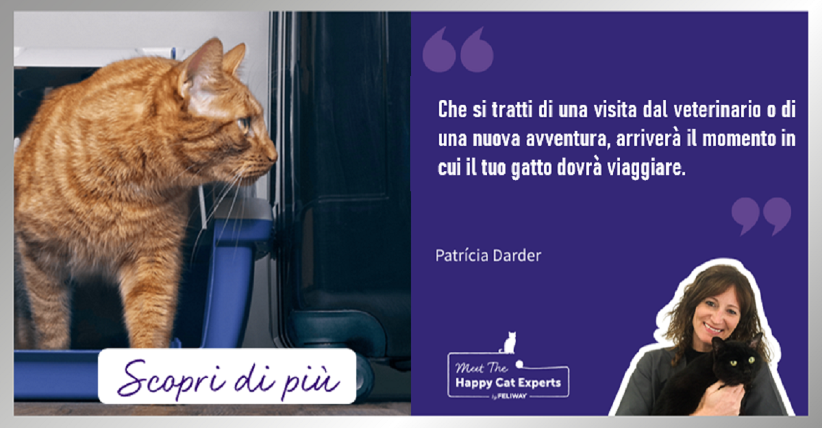 Come evitare che il tuo gatto si stressi durante un viaggio