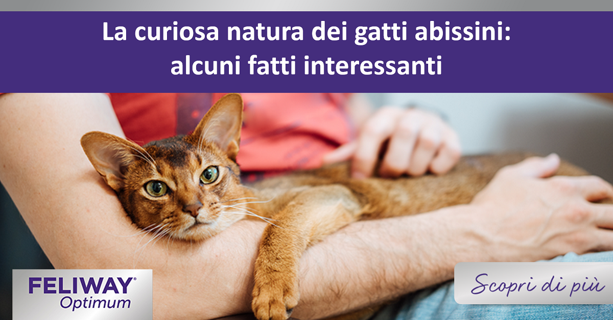 La curiosa natura dei gatti abissini: alcuni fatti interessanti