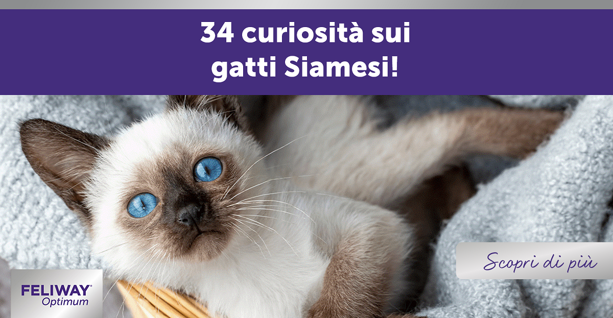 34 curiosità sui gatti Siamesi!