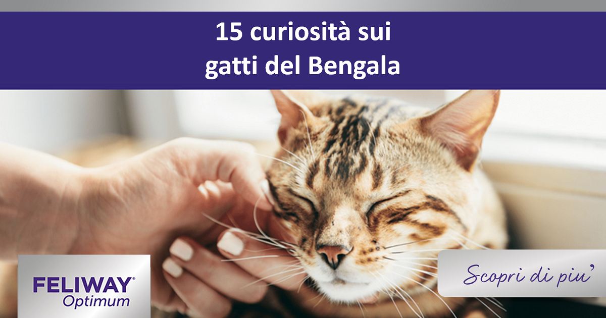 15 curiosità sui gatti del Bengala
