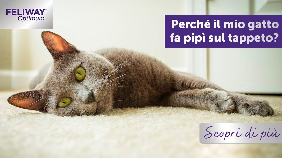 Gatto arancione che annusa una macchia bagnata su un tappeto color crema.