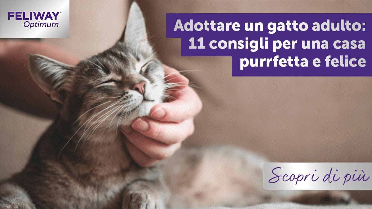 Adottare un gatto adulto: 11 consigli per una casa purrfetta e felice
