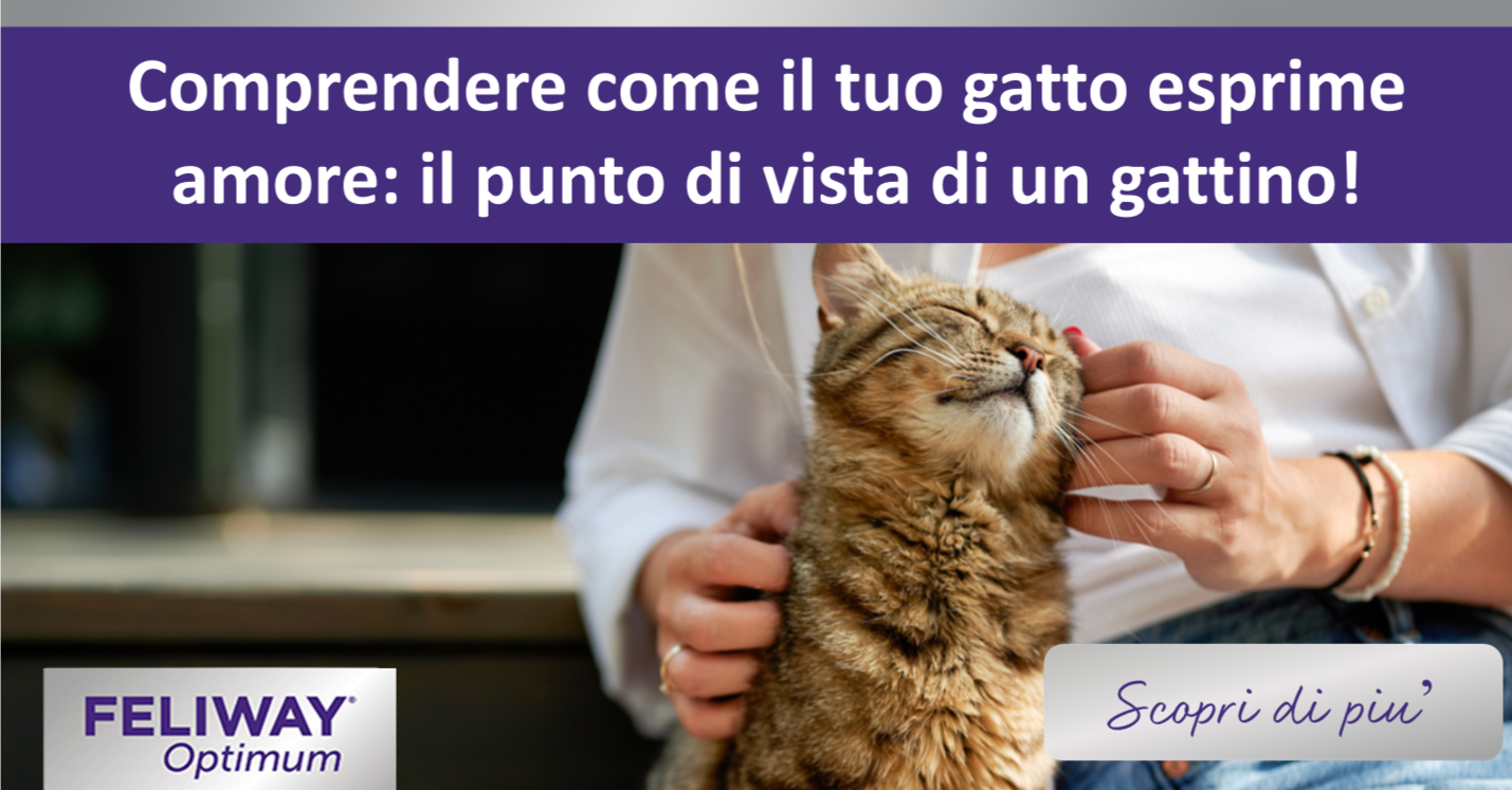 Gatto affettuoso che si strofina contro la mano di una donna.