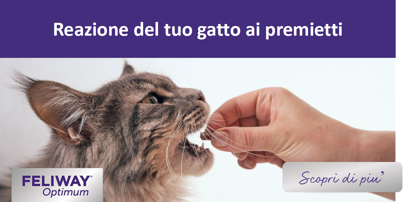 Gatto Maine Coon grigio che mangia un premio da una mano tesa.