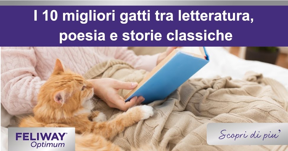Gatto rosso sdraiato su una coperta accanto a un umano che legge un libro.