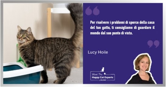 Un gatto domestico vicino a una lettiera in un soggiorno.