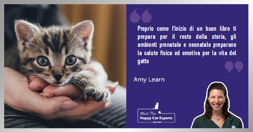 Gattino con occhi azzurro-grigi seduta nelle mani del suo umano.