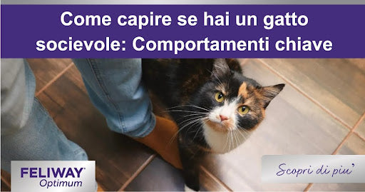 Gatto nero con macchie arancioni sul viso, che guarda il suo umano mentre passa accanto alle sue gambe.