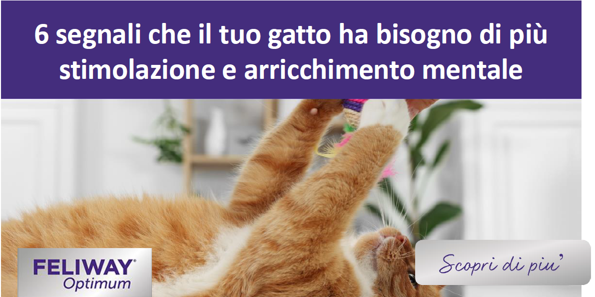 Gatto rosso che allunga la mano per giocare con un giocattolo che il loro umano tiene sopra di sé.
