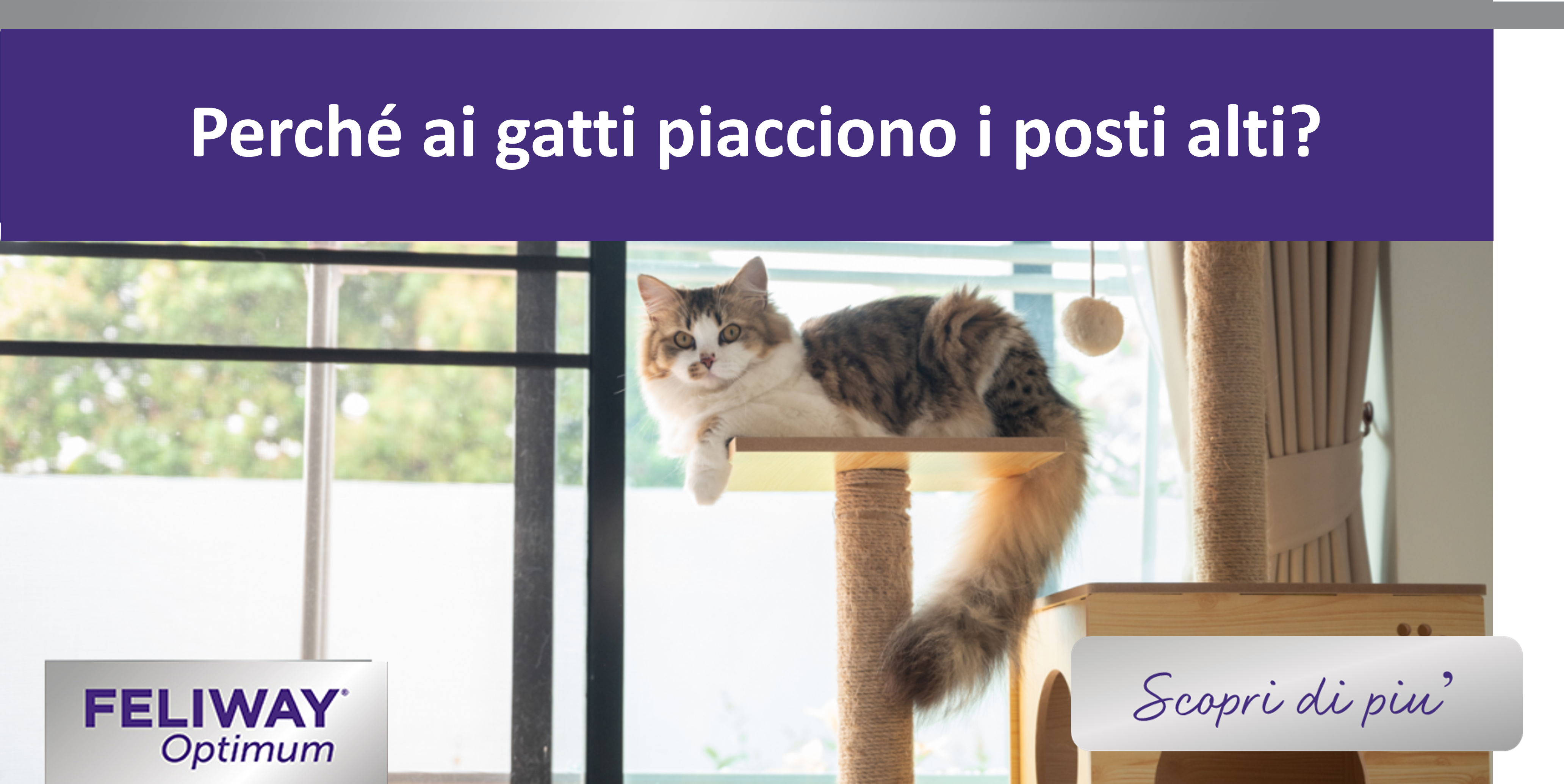 Perché ai gatti piacciono i posti alti? Il punto di vista di un gattino!